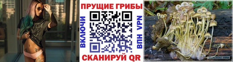 нарко площадка телеграм  Кизел  Псилоцибиновые грибы Cubensis  мега маркетплейс 